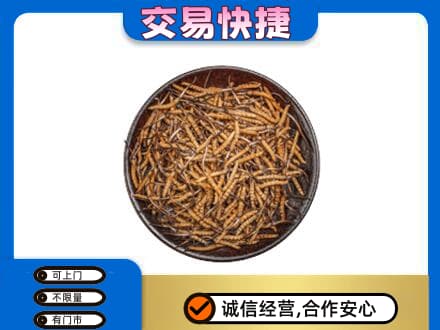 伊犁哈萨克回收散虫草